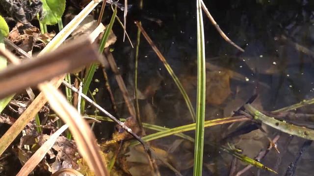 Карась тормозит смотреть онлайн