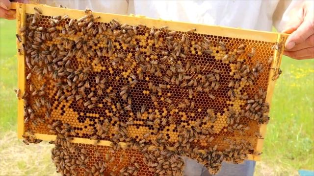 КОРИАНДР УБОРКА 2021/РЕКОРДНЫЙ УРОЖАЙ смотреть онлайн