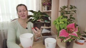 НАСТОЯЩАЯ РАДУГА НА ПОДОКОННИКЕ | Как правильно пересаживать колеусы