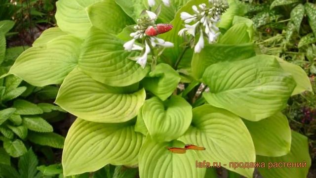 Хоста гибридная Фрайд Бананаз (fried bananas) ? обзор: как сажать, луковицы хосты Фрайд Бананаз смотреть онлайн