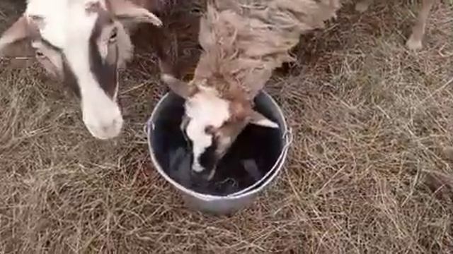 Дневник крестьянки.Живу в деревне.Топим печки,смотрим за скотиной смотреть онлайн