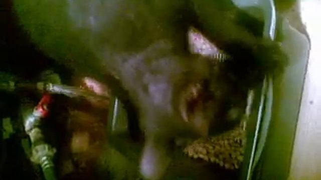 Amusing cat after a rest room/Забавный кот после туалета (видео, video) смотреть онлайн