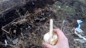КОГДА САЖАТЬ ЯРОВОЙ ЧЕСНОК ВЕСНОЙ/ Раскрою секреты большого урожая / WHEN DRINKING GARLIC SPRING