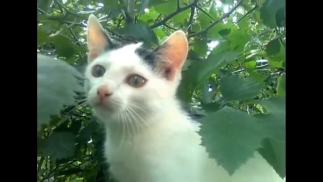 Вокальный ансамбль Элегия Мой дом Россия смотреть онлайн