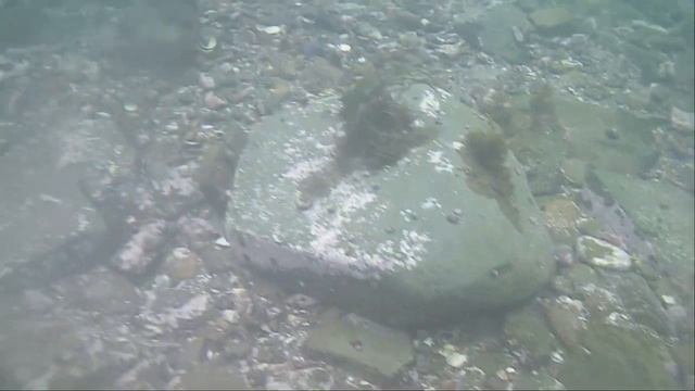 #8 остров Русский,_Владивосток_мыс Тобизина_подводные съёмки в бухте Карпинского..