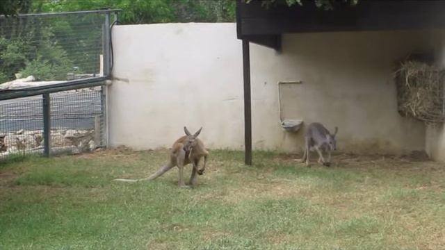 Zoo in Haifa. Israel. 2012. Зоопарк в Хайфе. Израиль. смотреть онлайн