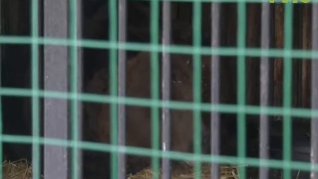 Медведь Умка из самарского зоопарка отметил юбилей смотреть онлайн