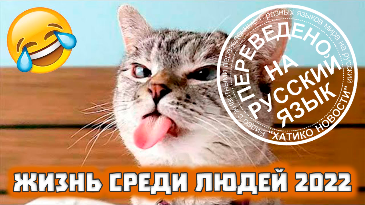 Жизнь среди людей 2022 | Переведено на русский | Хатико Новости