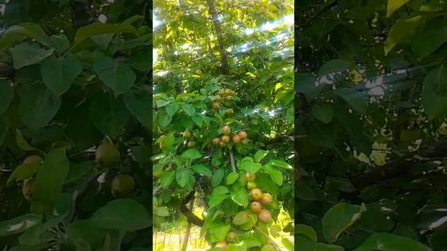 Яблоня "Белый налив" июль 2020 год смотреть онлайн