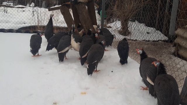 Цесарки//Содержание цесарок зимой не сложно смотреть онлайн