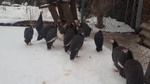 Цесарки//Содержание цесарок зимой не сложно