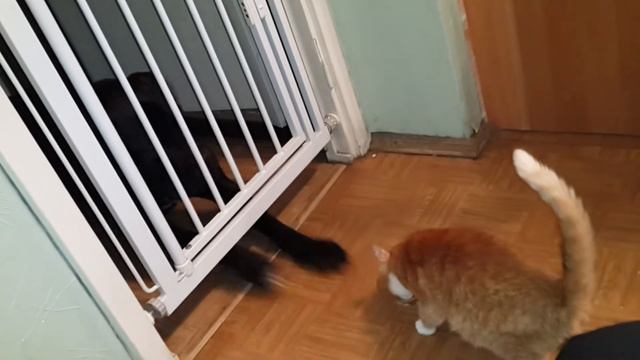 Сидит кане-корсо в темнице ... смотреть онлайн