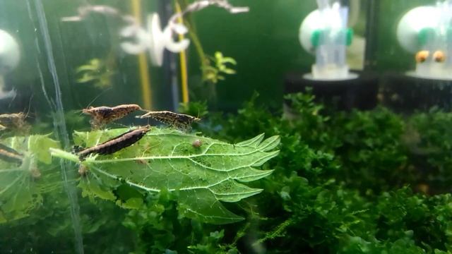 Что едят аквариумные креветки?