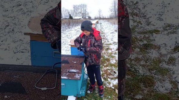 Лучший способ проверки пчелы зимой не открывая улий