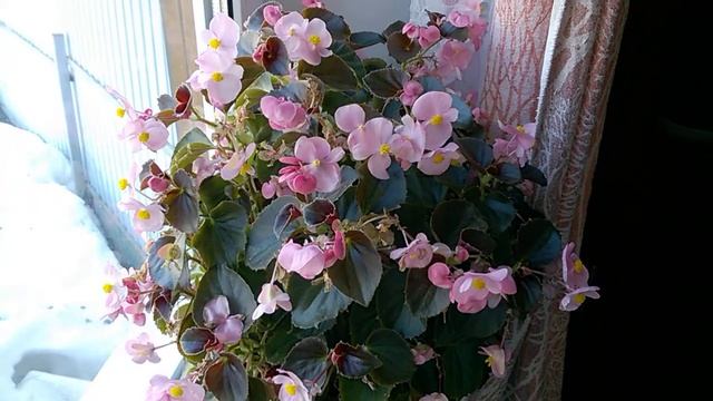 Бегония вечноцветущая радует всю зиму! смотреть онлайн