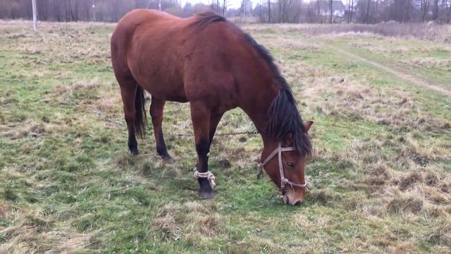 15 августа народный праздник СТЕПАН - сеновал и день почитания Святого Василия смотреть онлайн