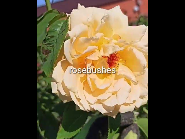 Mishka Мишка. @rose_bushes161 смотреть онлайн