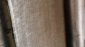 Пермские высоколетные голуби ( Белоголовые )