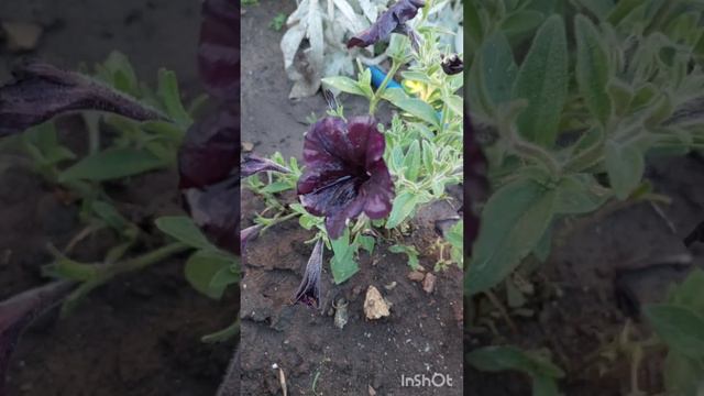 Леди в чёрном) О чёрных петуниях в моем саду. смотреть онлайн