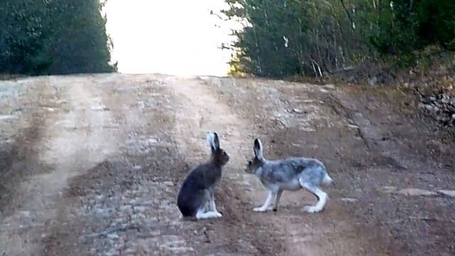 Старые Харёнки. Зайцы рамножаются прямо на дороге.