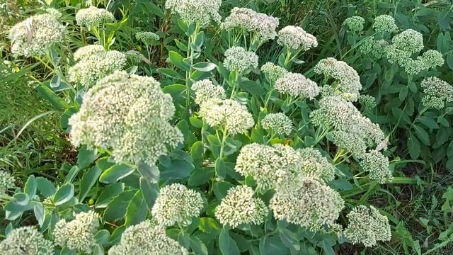 Прогулка-обзор по саду. смотреть онлайн