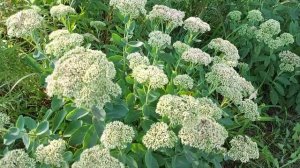 Прогулка-обзор по саду.