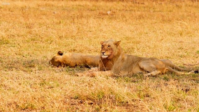 4K African Wildlife: Beautiful Wildlife Movie Of Hwange National Park, Zimbabwe With Soothing Music