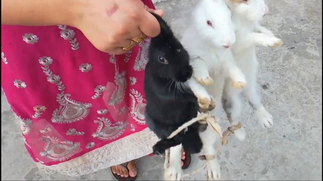 Rabbit Slaughter preparation || women slaughter rabbit || women slaughter смотреть онлайн