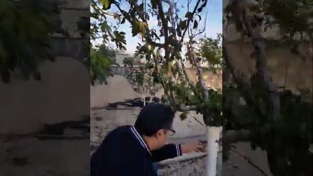 Осенняя прививка сливы интересным методом смотреть онлайн