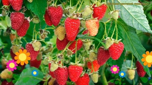 Малина обыкновенная Аделита. Краткий обзор, описание характеристик, где купить rubus idaeus Adelita смотреть онлайн