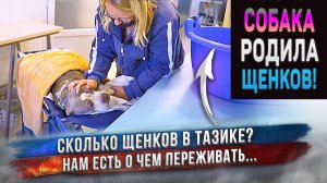 Роды у собаки. После родов Лилу сама не своя.