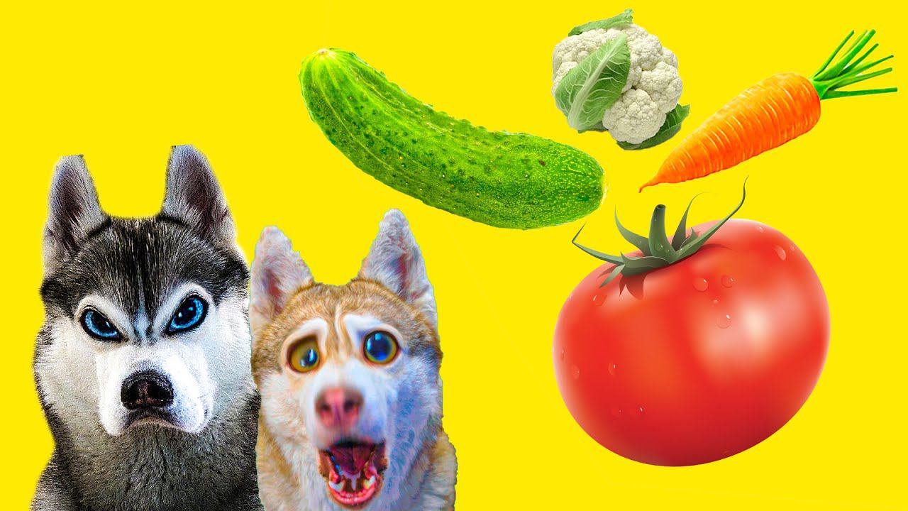 ХАСКИ - ВЕГАНЫ !! Что выберет собака? (Хаски Бандит) Говорящая собака смотреть онлайн