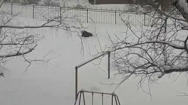 Снежный человек в Тольятти смотреть онлайн