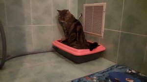 кот срёт 2 минуты и 8 секунд