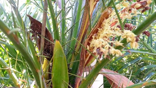 Phoenix Roebelenii - Pygmy date palm tree HD 02 смотреть онлайн