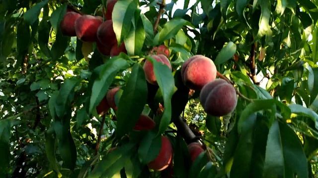 Самый ранний персик в Волгоградской области 2 июля 2021 смотреть онлайн