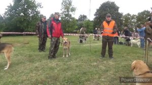 Витебская областная выставка (ринг русских гончих)