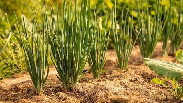 Почему лук идет в стрелку и что делать с этим смотреть онлайн