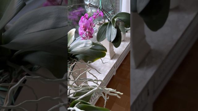 Орхидея 6 лет смотреть онлайн