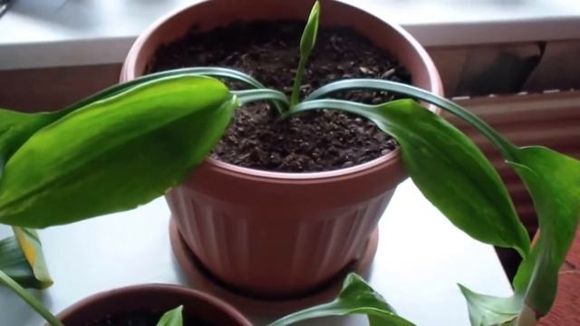 Правильный уход за Эухарисом смотреть онлайн