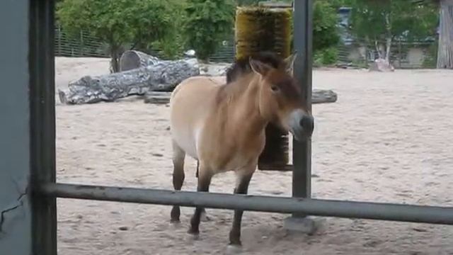 Przewalski's horse in Korkeasaari zoo смотреть онлайн