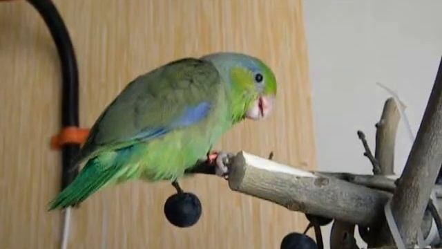 Птенец воробьиного попугая. смотреть онлайн