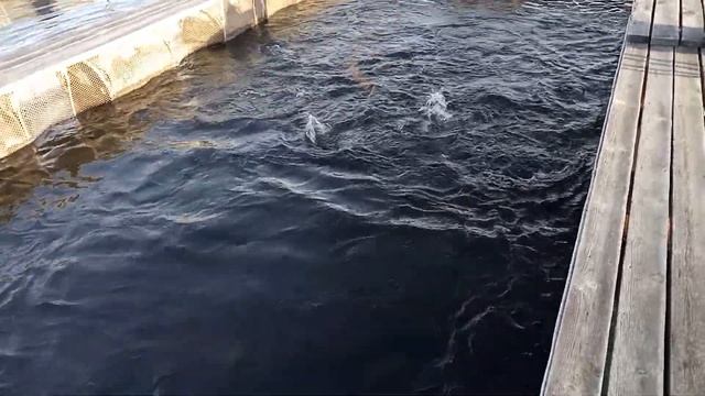 Кормление двухлеток форели. смотреть онлайн