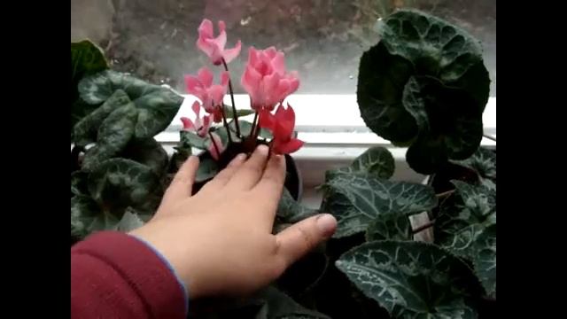 ЦИКЛАМЕНЫ(Сусlamen).Влияние природных факторов на окрас бутонов. смотреть онлайн