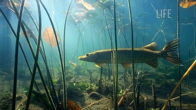 Когда начнётся осенний жор щуки? Как и на что ловить щуку в осенний жор? смотреть онлайн