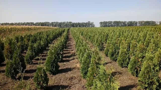 Туя западная Колоновидная | Plante.md смотреть онлайн