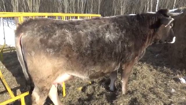 Нетели на "взводе"...Телята от быка породы лимузин и костромской породы коров(скрещивание). смотреть онлайн