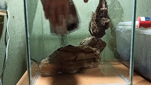 Оформление флорариума смотреть онлайн