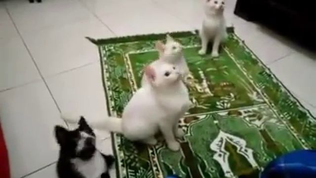 Мусульманские кошки смотреть онлайн