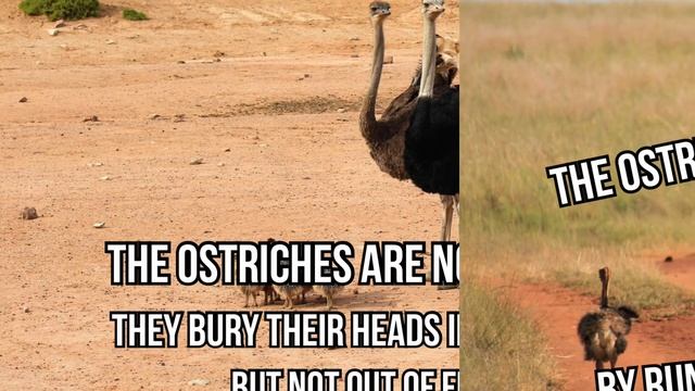 Why Do Ostriches Hide Their Heads In Sand ? смотреть онлайн